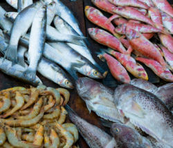 Display of four types of fish.
