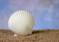 Scallop shell.