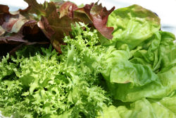 Red and green lettuce.