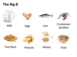 Big-8 chart displaying milk, eggs, fish, shrimp, nuts, wheat and soy.