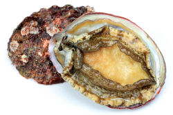 Open shell abalone.