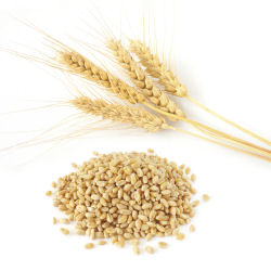 Wheat grains and wheat stalks.