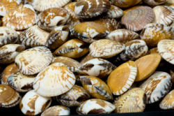 Pile of shellfish.