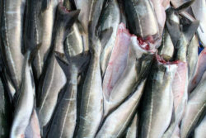 photo of pile of alaska pollock cleaned