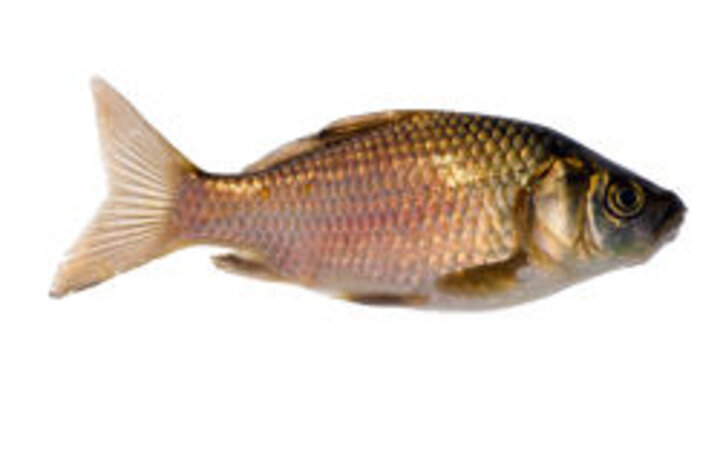 photo of single carp