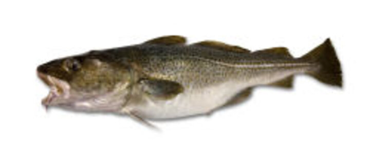 photo of single cod fish