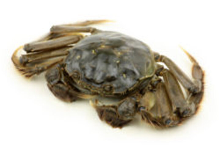 photo of live crab