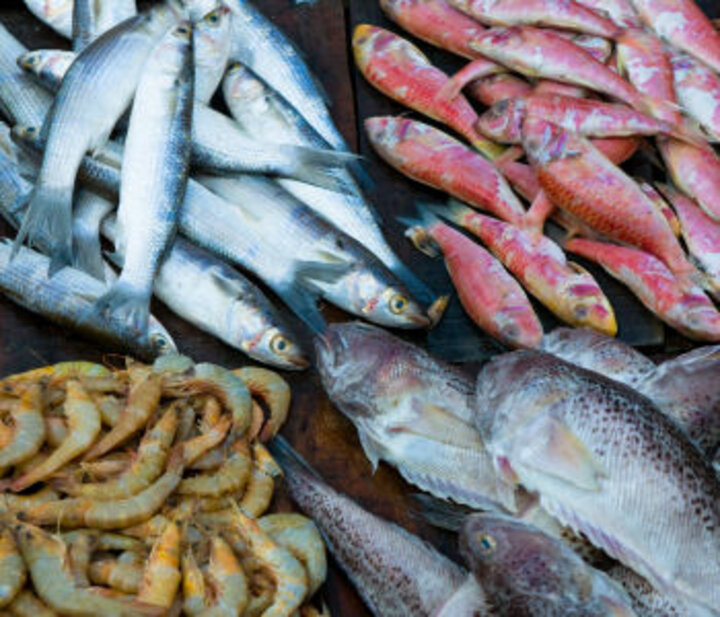 photo of various types of fish