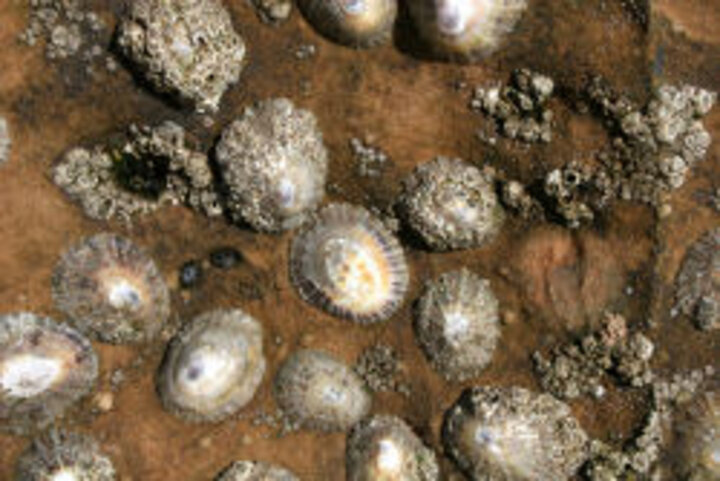 photo of group of limpet