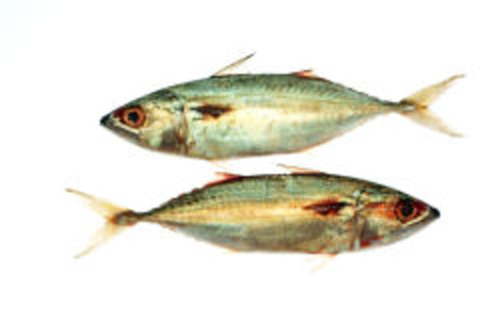 photo of two mackerel