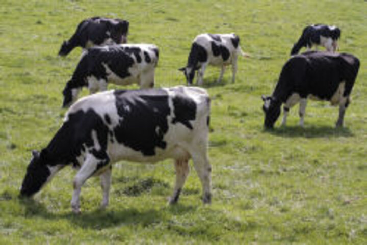 photo of black and white dairy cows grazing in pasture