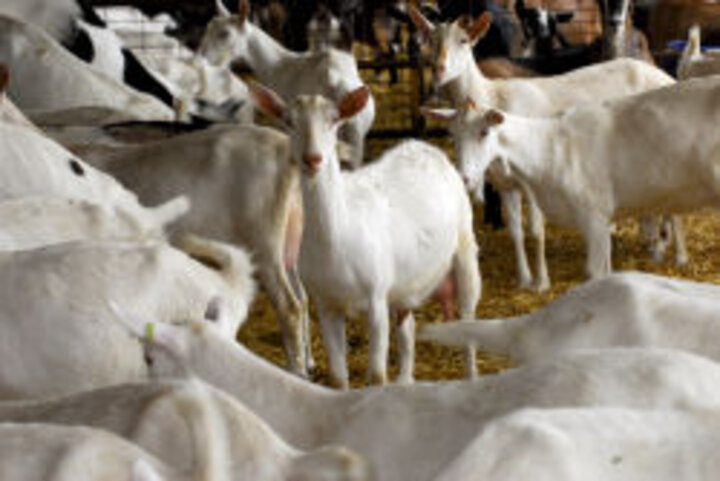 photo of a herd of white goats