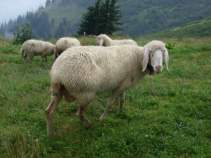 photo of white sheep in mountain pasture