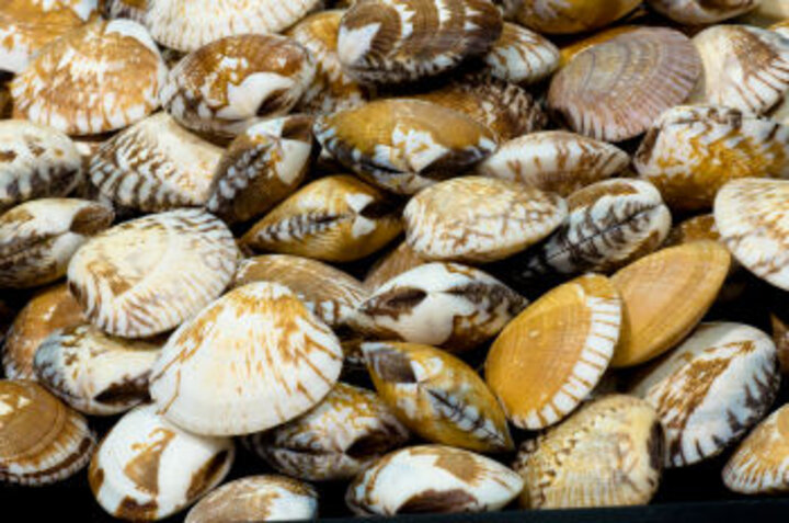 photo of Molluscan Shellfish