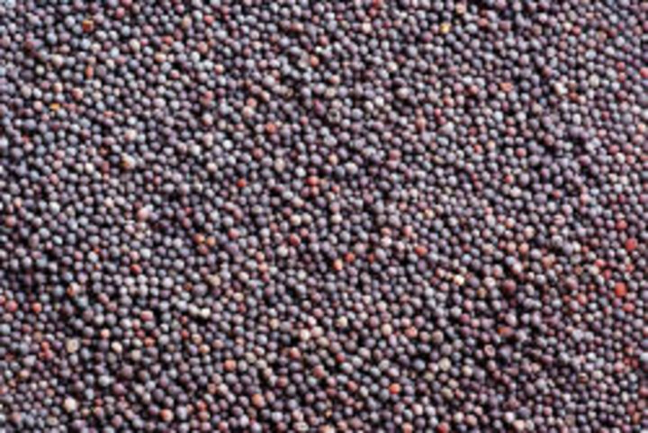 photo of mustard seed