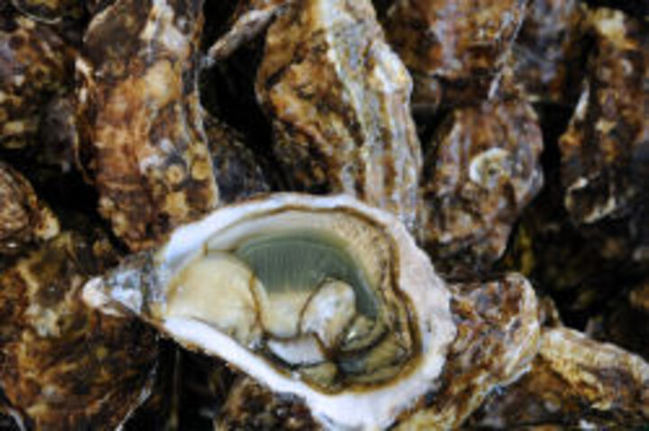 photo of oyster in open shell