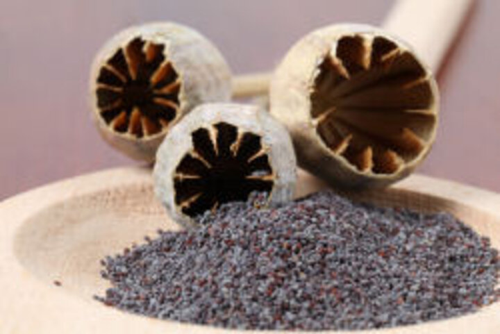 photo of dried poppy pods and seed