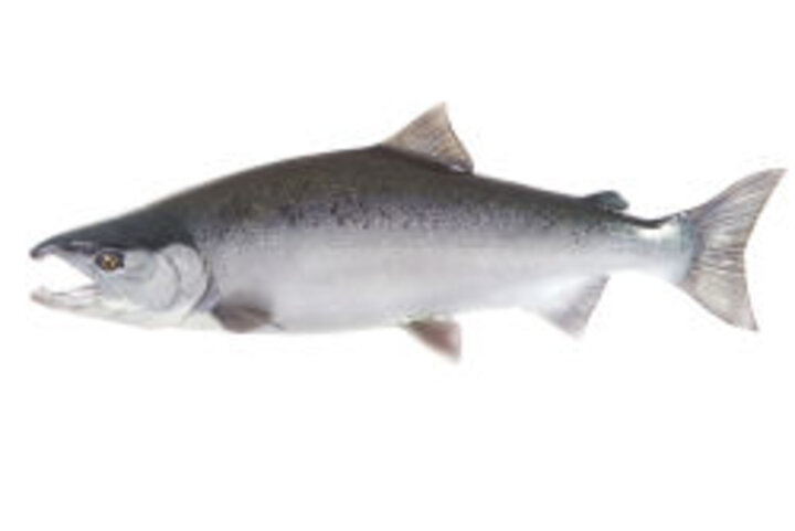 photo of salmon