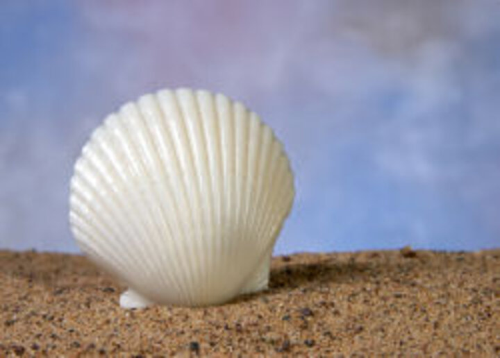 photo of white scallop shell