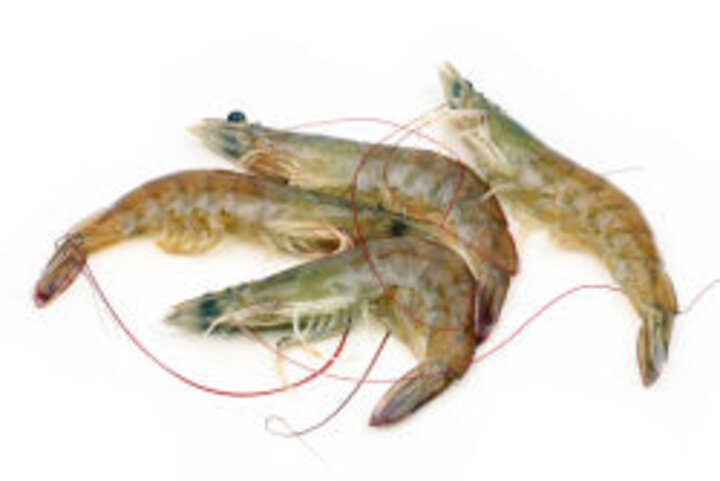 photo of uncooked shrimp