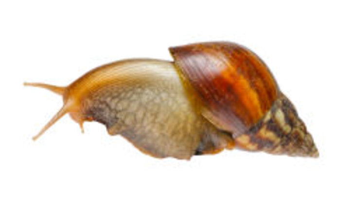 photo of live snail