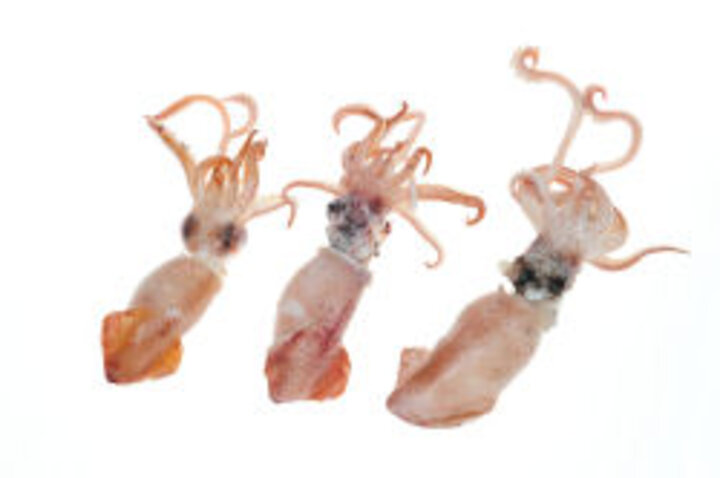 photo of three small squid