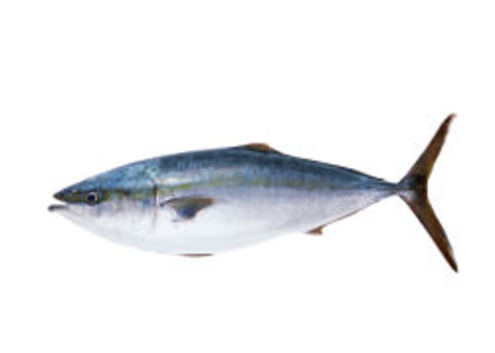 photo of tuna