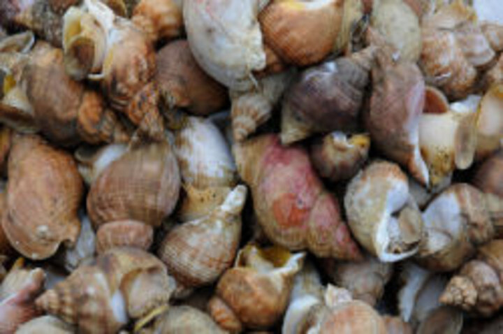 photo of a group of whelk